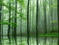 /album/photo-gallery/forest-fog-wallpaper-jpg/